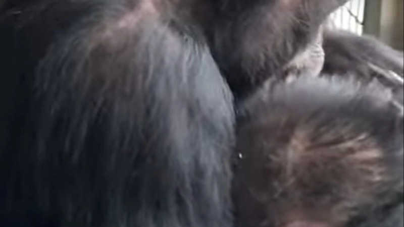 Chimpanzés passaram a vida num zoo e abraçam-se ao chegar a santuário; vídeo