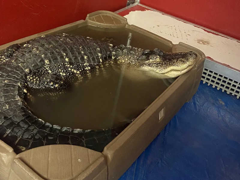 Crocodilo de 2,5 metros que vivia há mais de uma década em porão nos EUA é resgatado e retorna à natureza; assista aqui