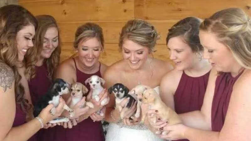 Noiva e madrinhas entram com cachorros em casamento para incentivar adoção