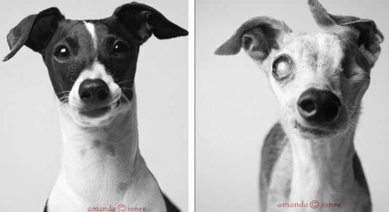 Fotos tiradas com anos de intervalo comparam cachorros idosos com sua ‘versão’ mais jovem