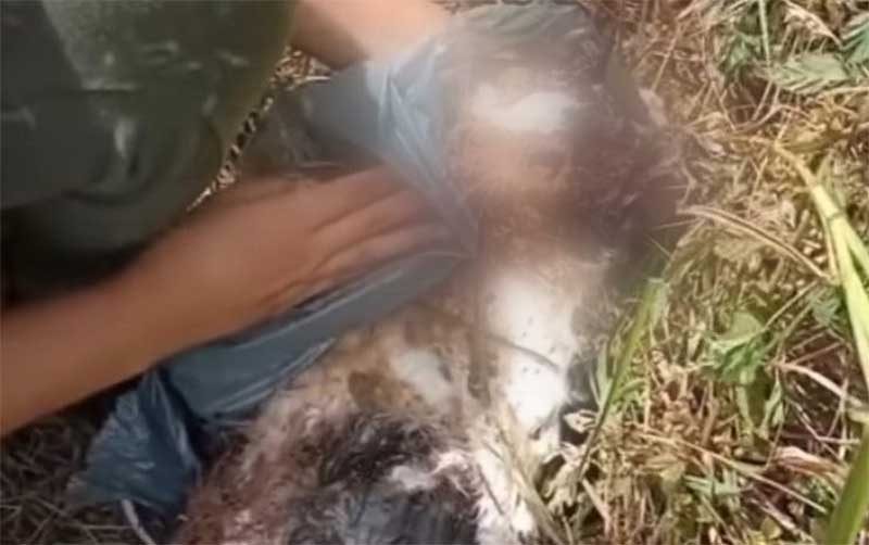Gato morre após ser torturado na zona rural de Lagarto, SE