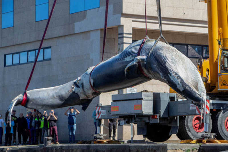 Mistério: filhote de baleia de 10 metros aparece morta, é retirada do mar com grua e intriga cientistas