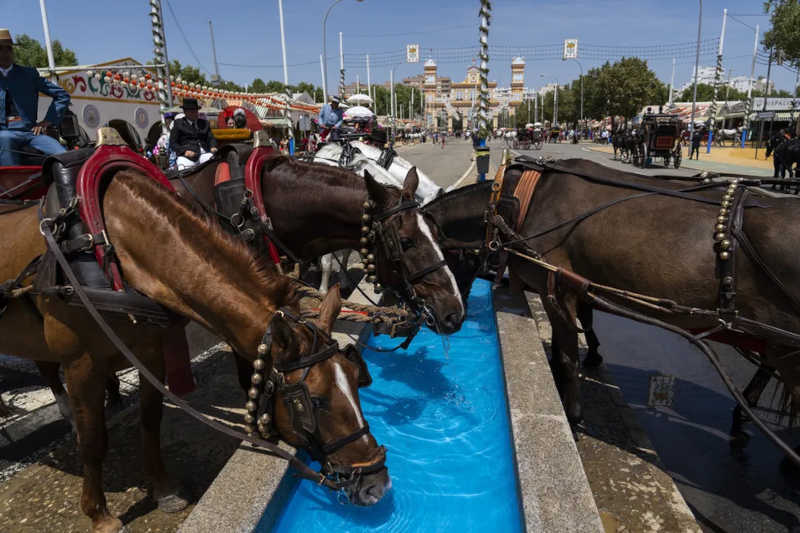 Cavalos bebem água durante Feira de Sevilha, no sul da Espanha, sob calor de 38ºC, em 27 de abril de 2023. — Foto: Santi Donaire/ AP