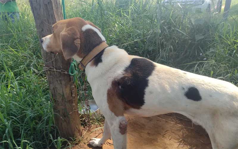 Homem é preso suspeito de manter cachorro amarrado debaixo de sol e com ferimentos pelo corpo, em Aragoiânia, GO