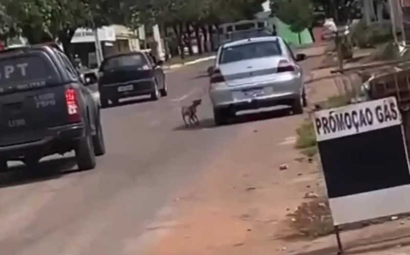 Homem é flagrado arrastando cachorro por corda enquanto conduzia carro em Porangatu, GO