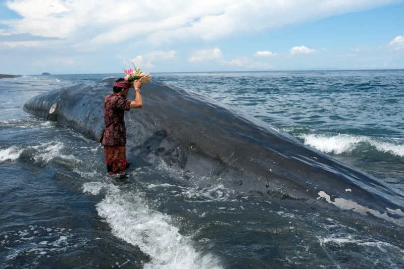 Três baleias morrem encalhadas em praia de Bali sob suspeita de ingestão de plástico