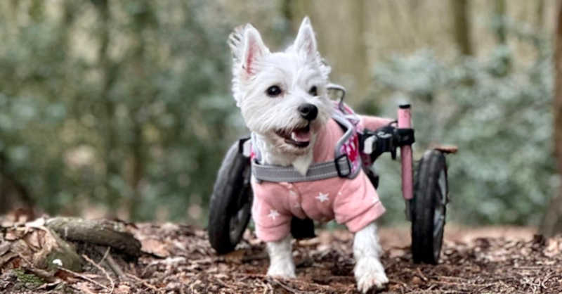 Esta cadela vive sobre rodas e é uma “ativista” — já ajudou 110 animais como ela