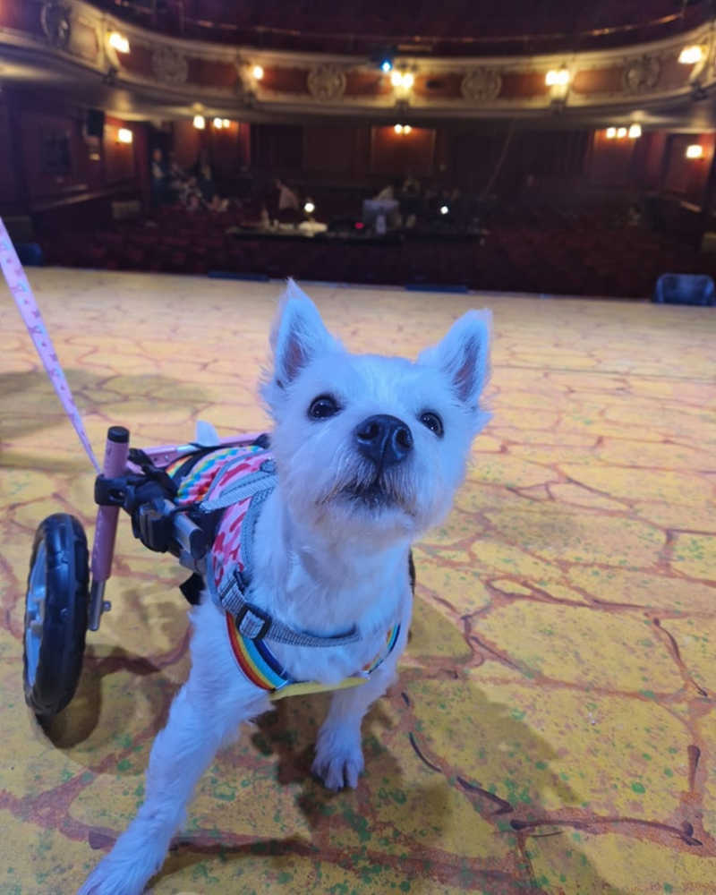 Esta cadela vive sobre rodas e é uma “ativista” — já ajudou 110 animais como ela
