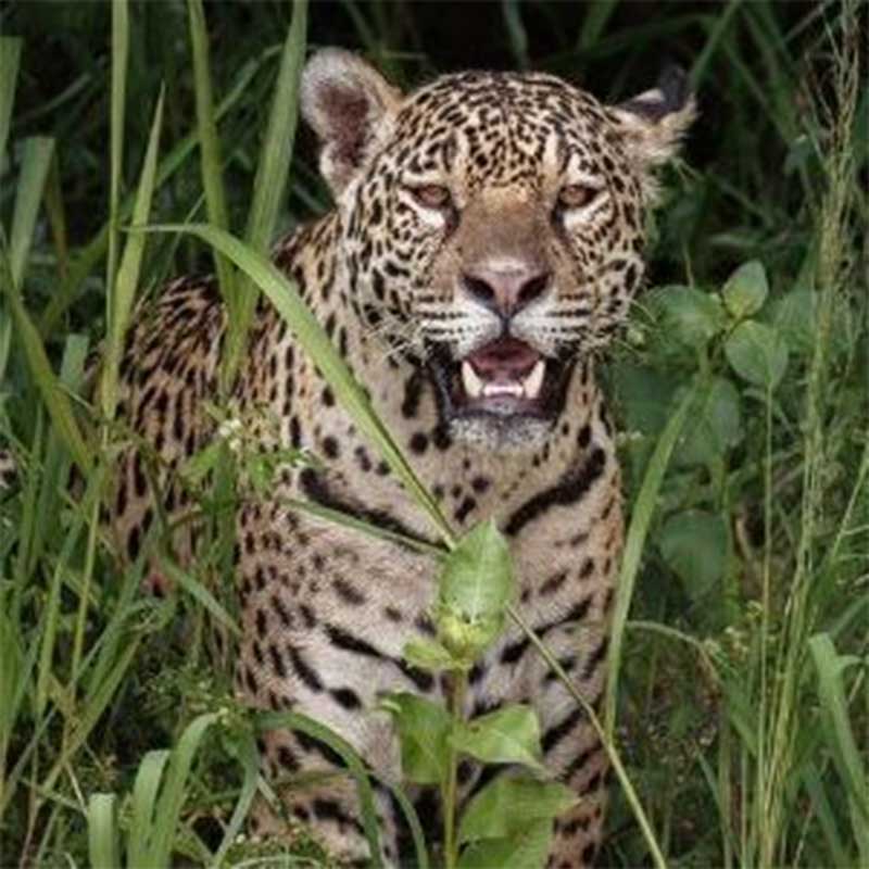 Dez tigres, cinco leões e outros animais exóticos são apreendidos em área de cartel no México