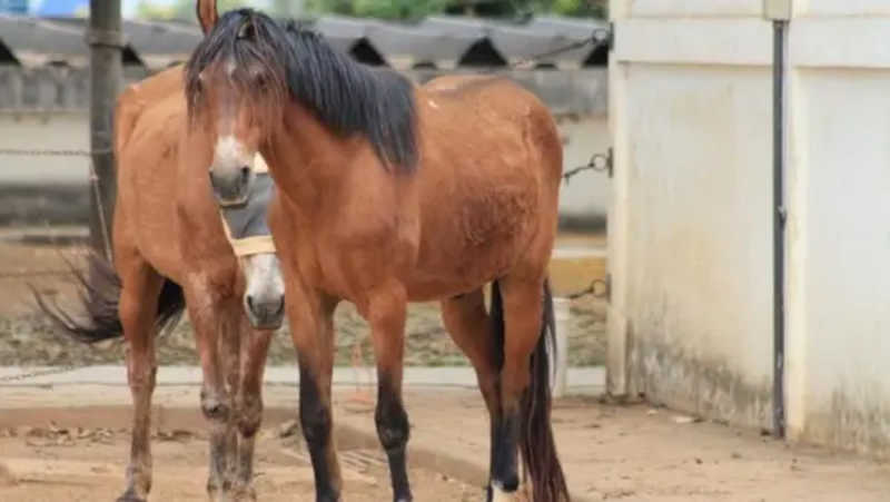 Prefeitura doa cavalos encontrados nas ruas de Belo Horizonte, MG; veja como adotar