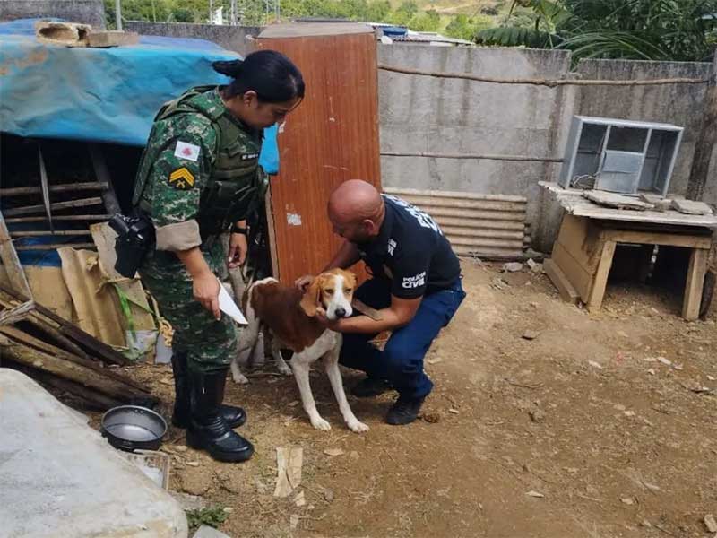 Cachorro acorrentado foi resgatado em Carandaí — Foto: Polícia Civil/Divulgação