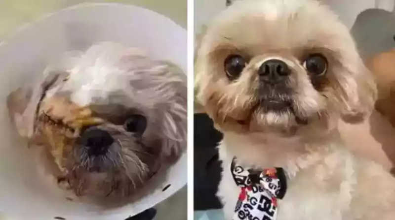 Cachorro Beethoven, à esquerda imagem pós operatório em que perdeu o olho, e à direita, imagem antes do acidente. Foto: Arquivo Pessoal/ Divulgação