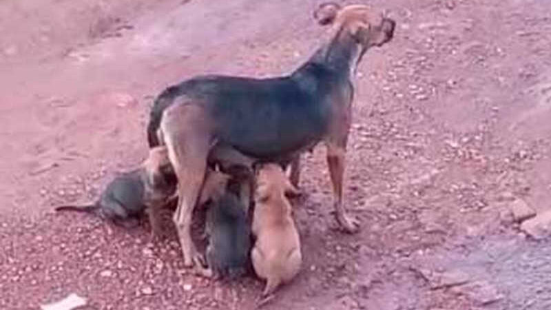 Abandono faz cães nas Chácaras Pôr do Sol se multiplicarem e moradores pedem solução, em Patos de Minas