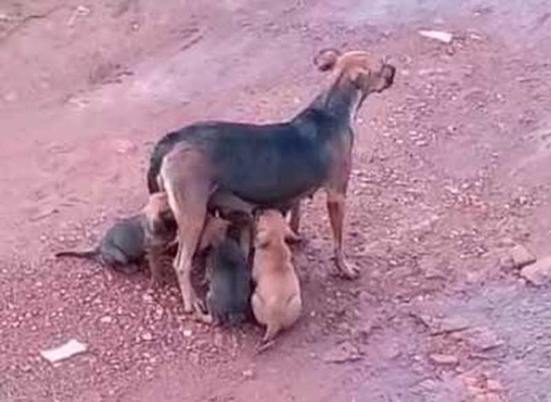 Abandono faz cães nas Chácaras Pôr do Sol se multiplicarem e moradores pedem solução, em Patos de Minas