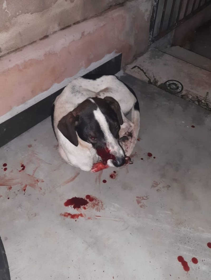 Suspeito de agredir cão com pedradas é preso em Uberaba, MG