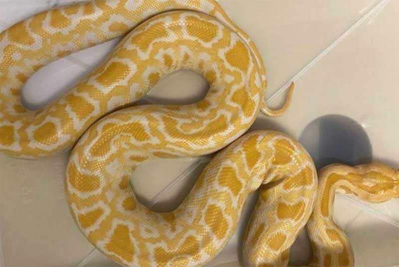 Após caso Naja, sete cobras criadas ilegalmente são entregues em Mato Grosso do Sul