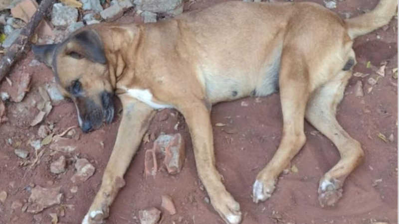 Cachorra morre e tutora denuncia envenenamento em Aquidauana, MS