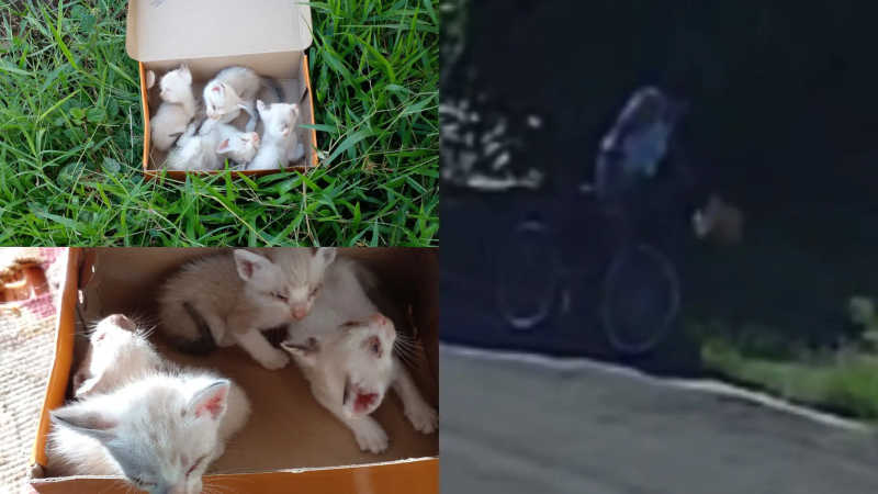 VÍDEO: Mulher é flagrada jogando caixa com filhotes de gatos em matagal