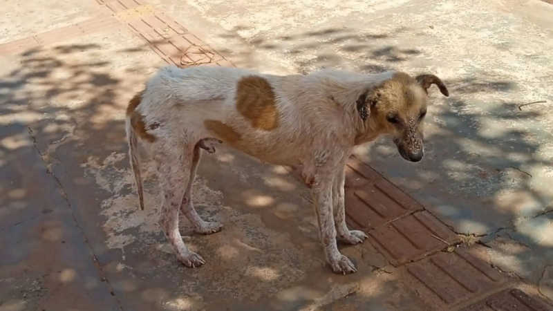 VÍDEO: só pele e osso, cão doente agoniza há um mês em rua do Jardim Noroeste, em Campo Grande, MS