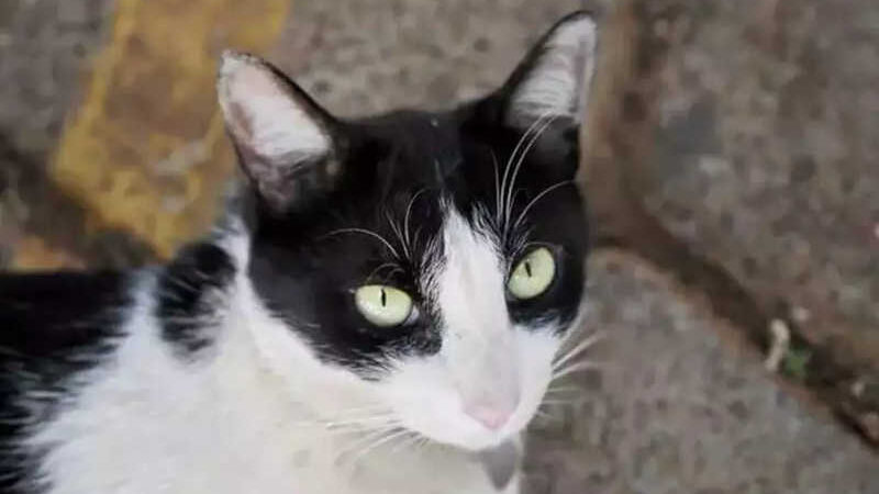 Gato Frajola inspira projeto de lei nacional sobre animais comunitários
