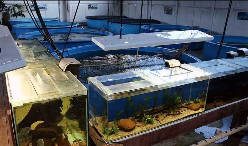 Algumas espécies também ficavam em aquários. (Foto: Govenro de Mato Grosso do Sul)