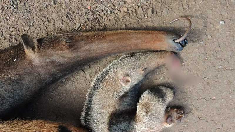 Perda irreparável para espécie: mãe e filho de tamanduá-bandeira tiveram encontro fatal nas estradas de Mato Grosso do Sul. (Foto: ICAS) 