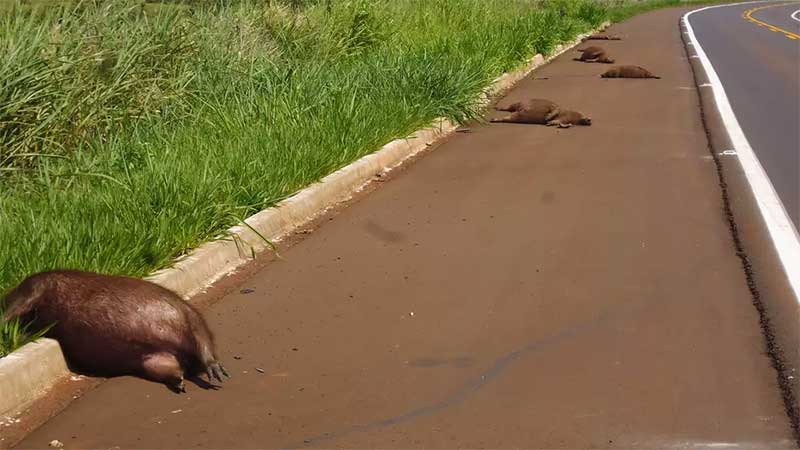 Família de capivaras morta na estrada que corta o Estado. (Foto: ICAS)