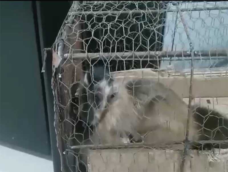 PMA de Cassilândia (MS) recebe macaco-prego domesticado e orienta sobre crimes contra a fauna