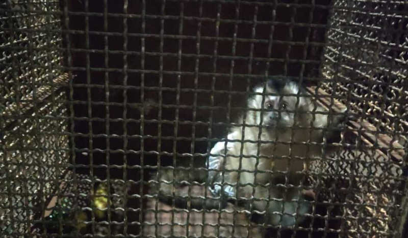 Macaco usando fralda é resgatado pela Polícia Ambiental em Dourados, MS