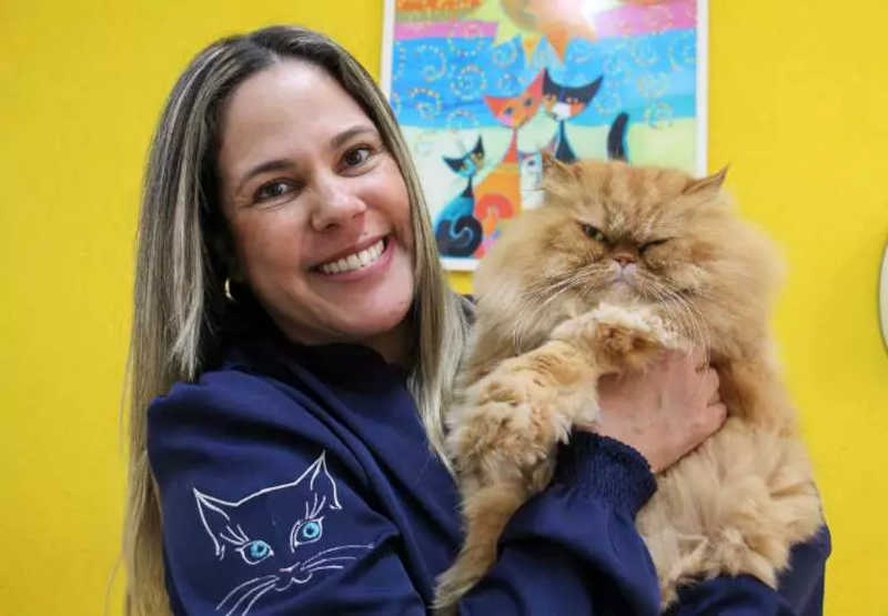Após adoção e cuidados, Garfield de MS virou até “gerente” de clínica - CREDITO: CAMPO GRANDE NEWS
