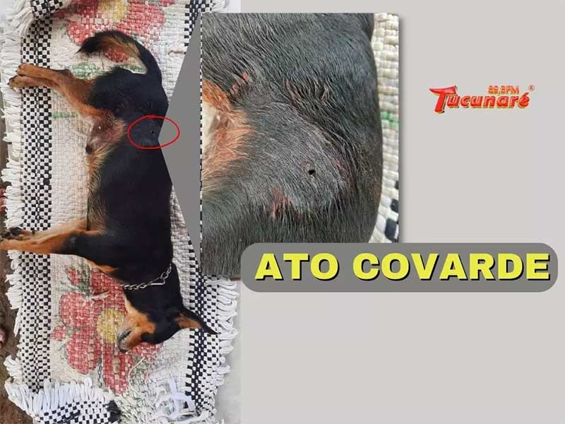 Ato covarde: cão que estava dentro da casa do tutor foi encontrado morto a tiro em Juara, MS