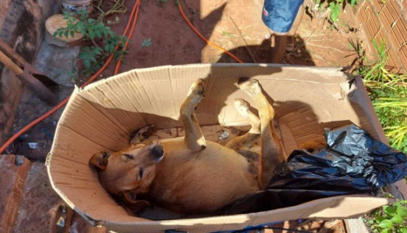Acusado de matar cão com paulada é identificado e autuado em R$ 1 mil pela PMA em Paraíso das Águas, MS