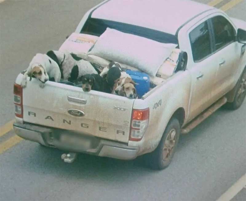 Cães resgatados por maus-tratos com suspeito de envolvimento em decapitação de onças em MT estão sem lar