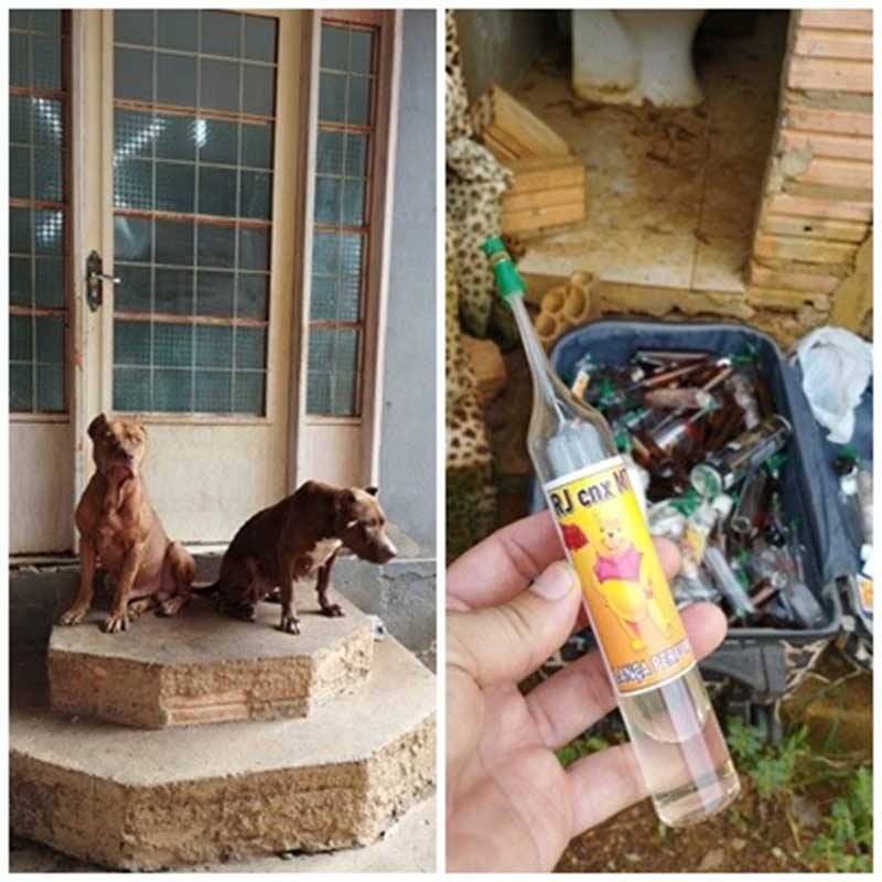 Em Barra do Garças (MT), Polícia Civil resgata cães vítimas de maus-tratos e apreende frascos para lança-perfume
