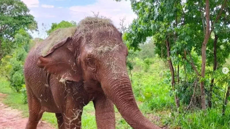 VÍDEO: elefante tem dia de ‘manicure’ em santuário de MT
