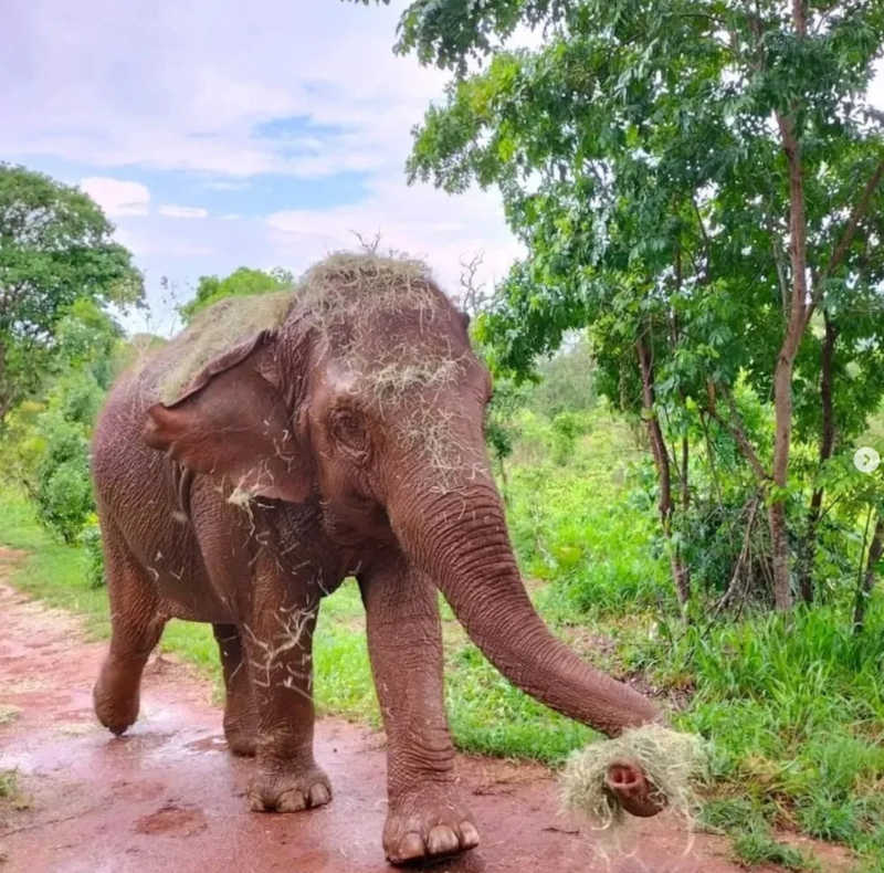 VÍDEO: elefante tem dia de ‘manicure’ em santuário de MT