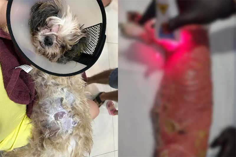 Cão é queimado durante cirurgia e morre após 17 dias em Cuiabá, MT