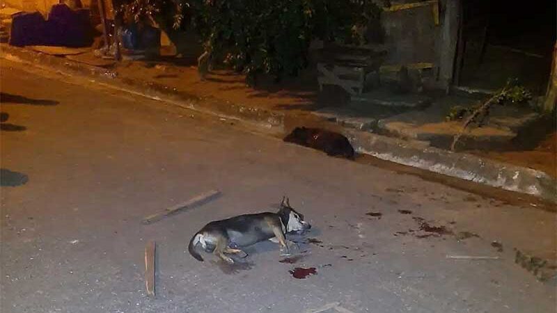 Homem mata dois cachorros a facadas e acaba preso em Rondonópolis, MT