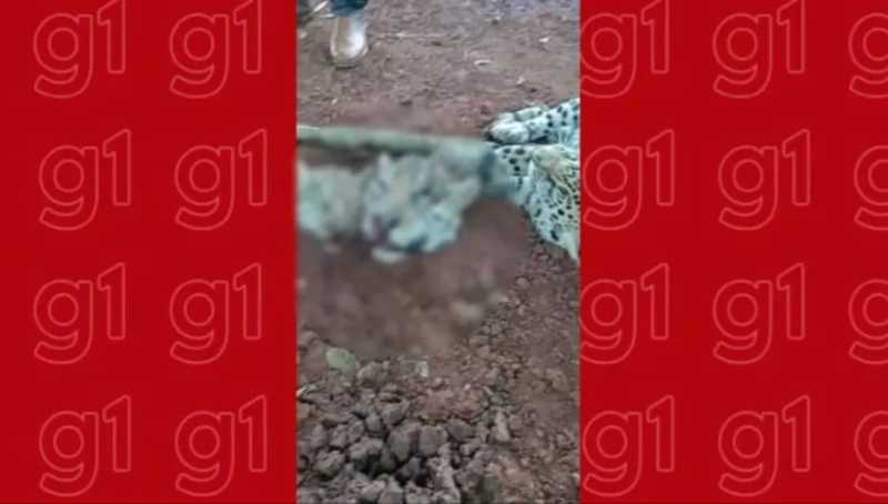 Homem é preso suspeito de maus-tratos a dois cães em MT; polícia investiga relação dele com vídeo de onças decapitadas