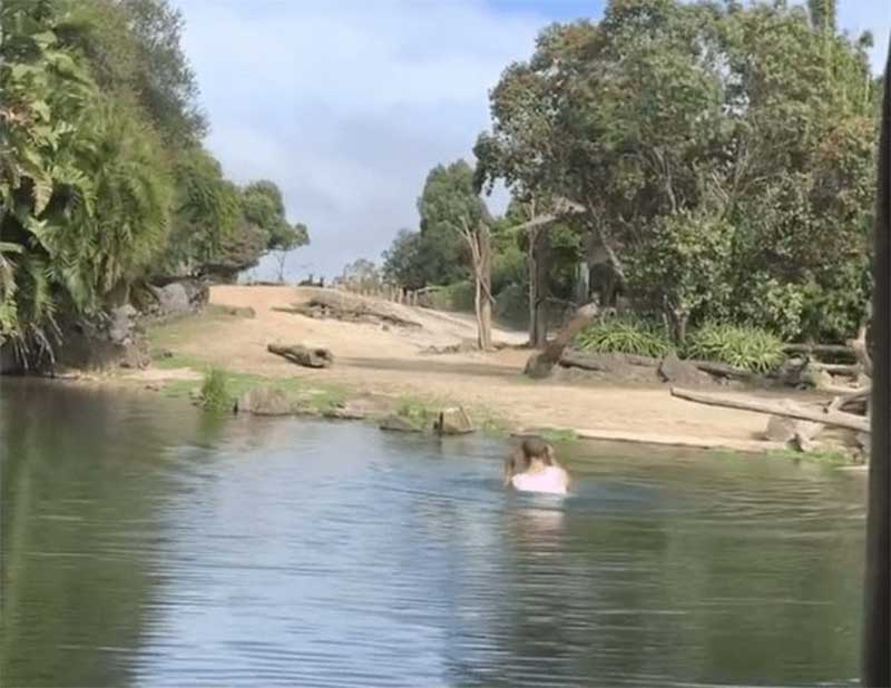 Homem se atira em lago de rinocerontes em zoológico da Nova Zelândia