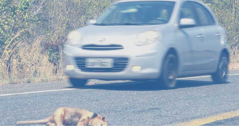 Alerta: Fotógrafo registra mortandade de animais na Estrada Verde, em Mato Grosso