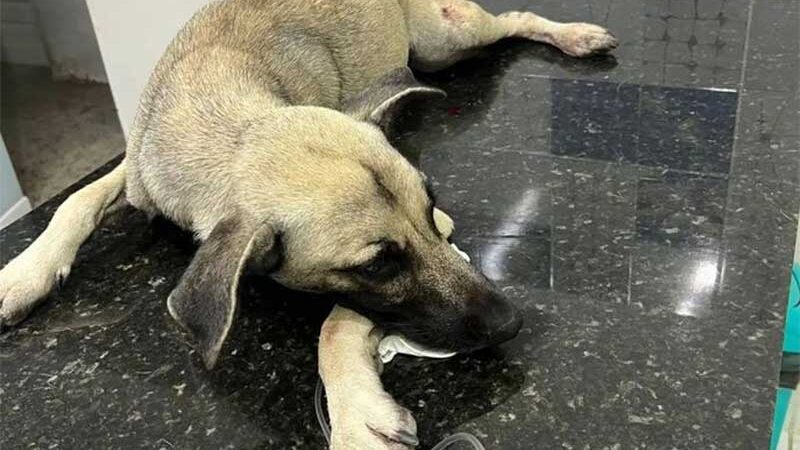 CRUELDADE: homem atira em cachorro após se incomodar com latido em João Pessoa, PB