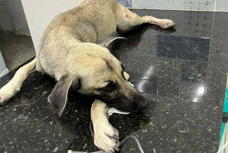 CRUELDADE: homem atira em cachorro após se incomodar com latido em João Pessoa, PB