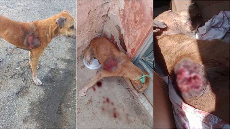 Após apelo de internauta, ONG realiza resgate de cão com ferimento à mostra, em Patos, PB