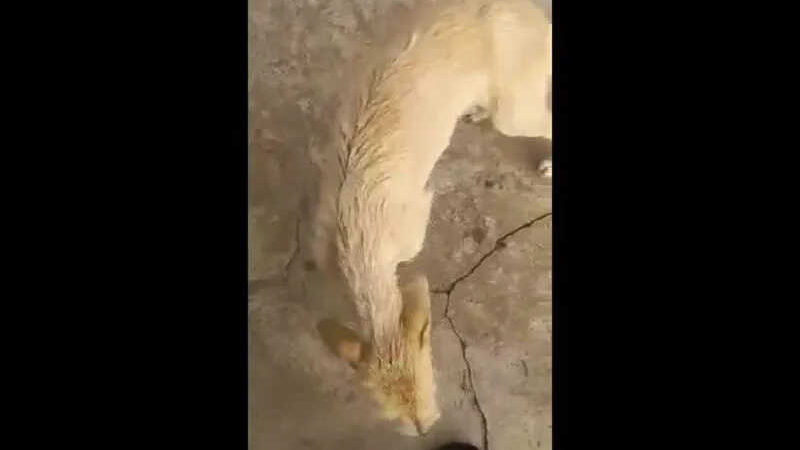 VÍDEO: cachorro arremessado em correnteza é resgatado; suspeito passou por audiência de custódia