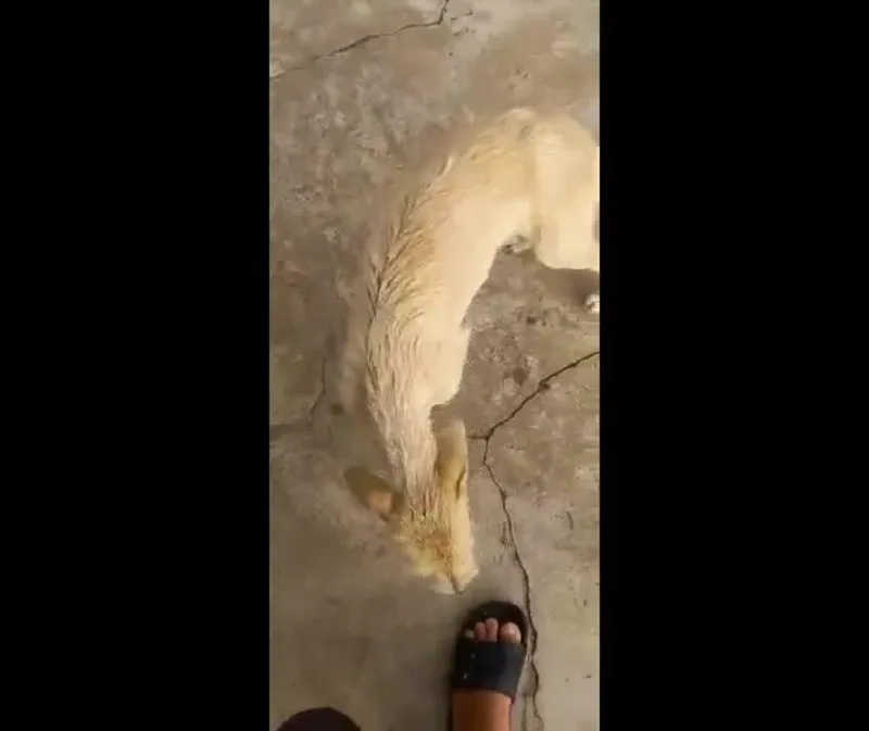 VÍDEO: cachorro arremessado em correnteza é resgatado; suspeito passou por audiência de custódia