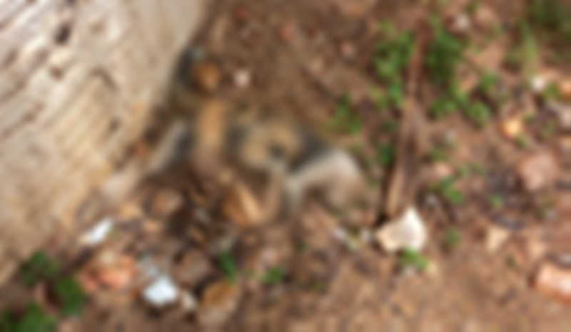 Mais de 30 gatos morrem envenenados em Santa Maria da Boa Vista, PE