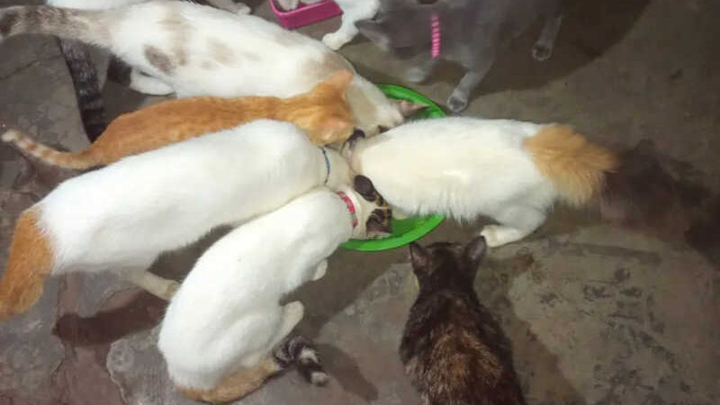 Mulher enfrenta dificuldades financeiras por cuidar de cães e gatos abandonados em Cocal, no Piauí: ‘vivo por eles’