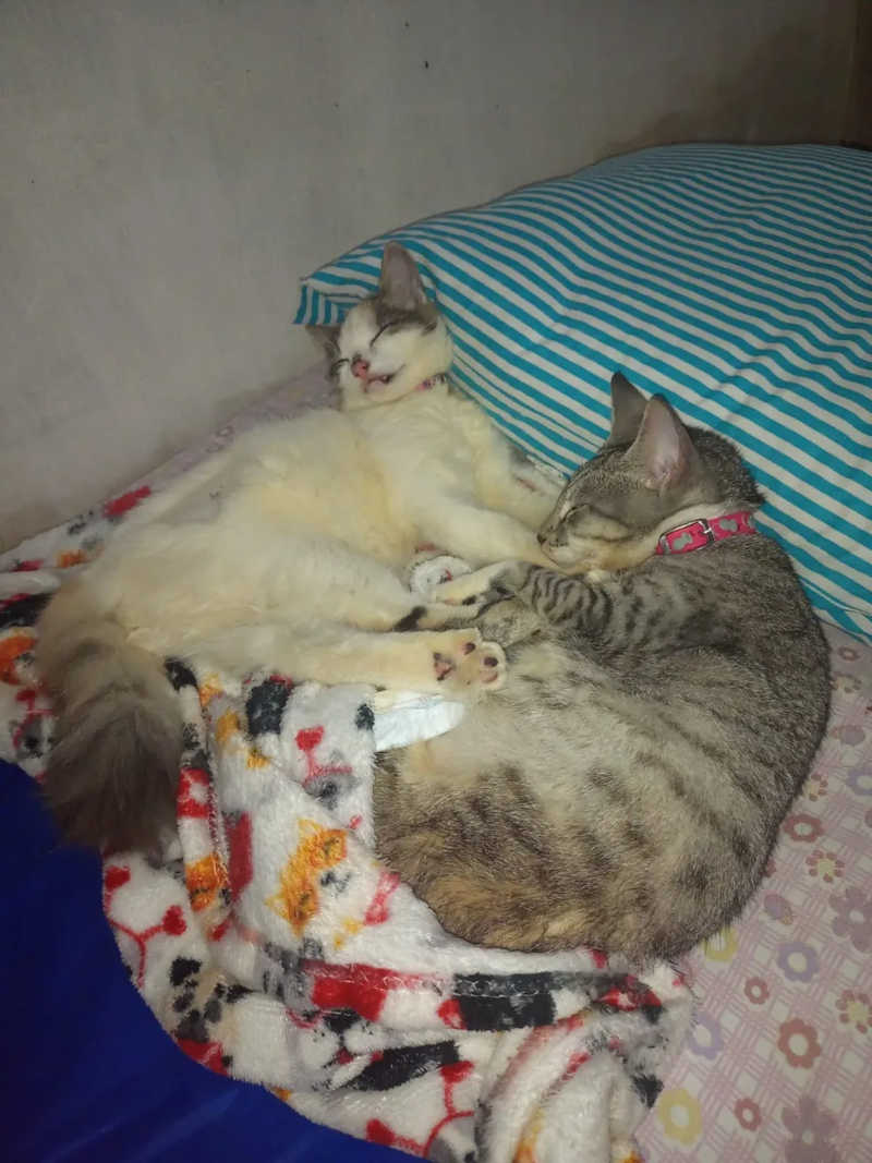 Dona Rita, tem hoje, mais de 30 gatos em casa — Foto: Rita Fontenele
