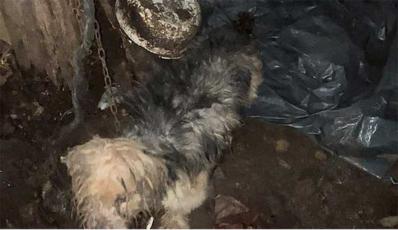 Resgatados dois cães a viver em condições ‘deploráveis’